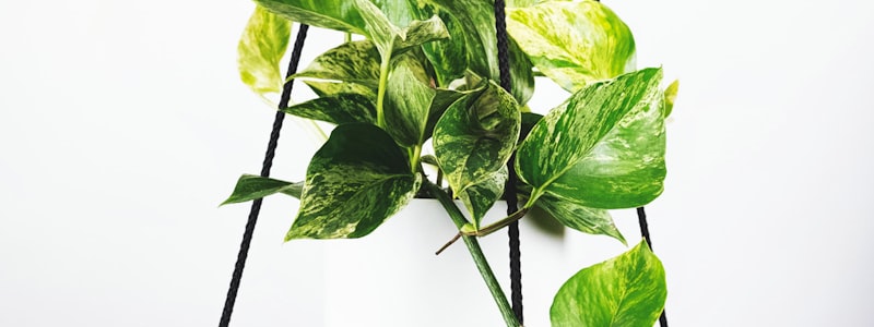 世界杯比赛现场观众热烈欢呼的壮观场面